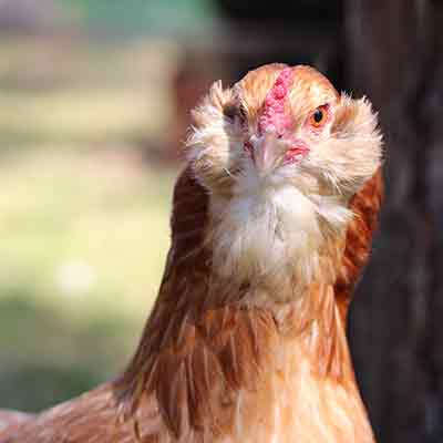 themenwelt krachel bild huhn araucana 400x400